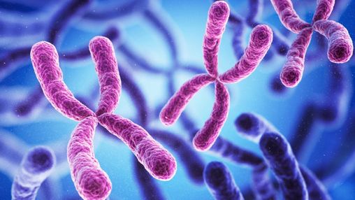 chromosomes gènes