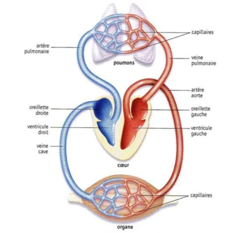 circulation sang coeur poumon