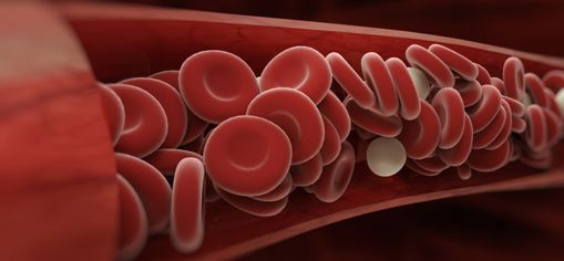 circulation sanguine
